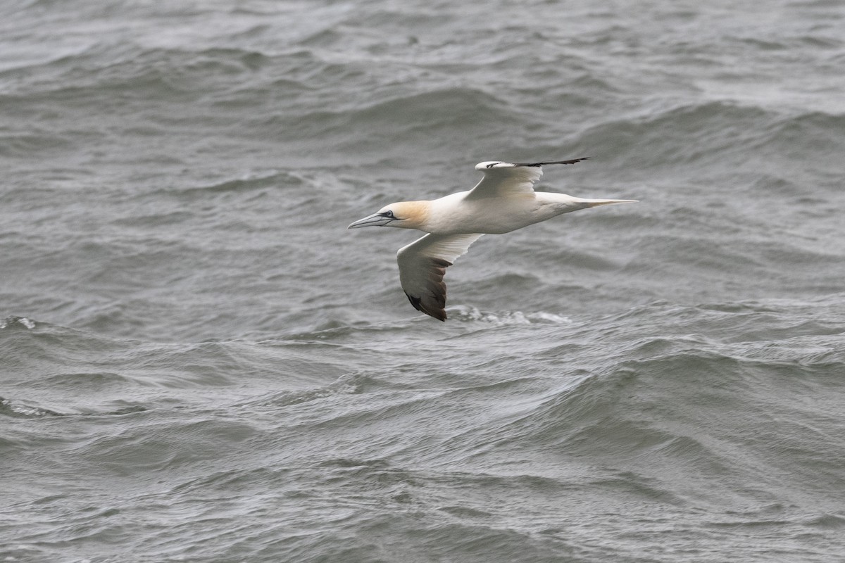 Northern Gannet - ML643680008