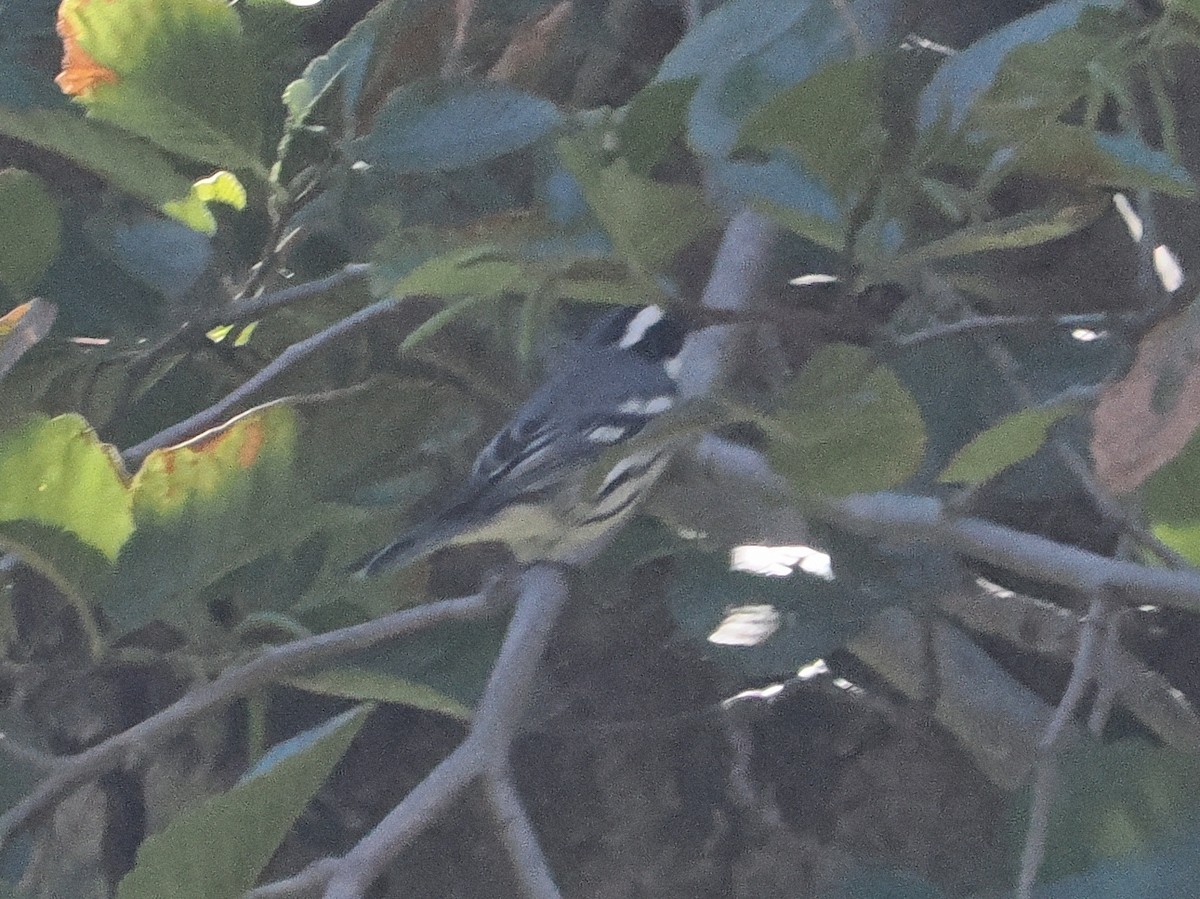 Black-throated Gray Warbler - ML643680011