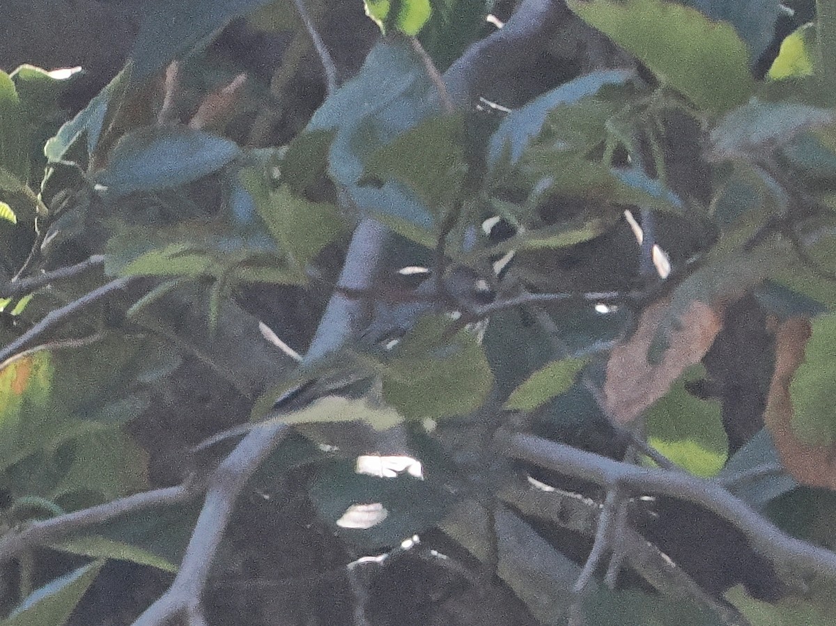 Black-throated Gray Warbler - ML643680012