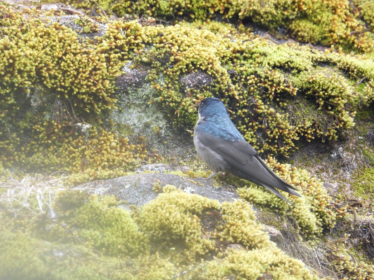 Brown-bellied Swallow - ML643680017