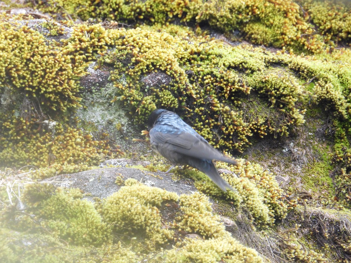 Brown-bellied Swallow - ML643680018