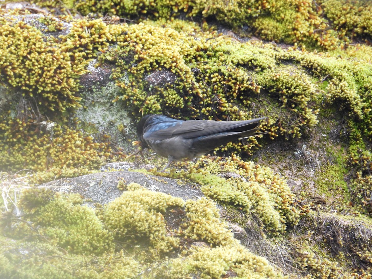 Brown-bellied Swallow - ML643680019