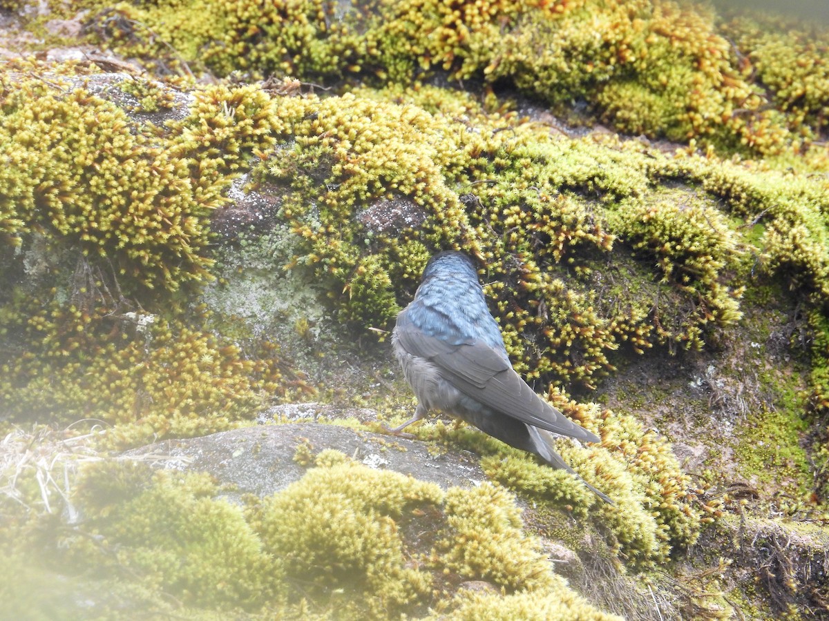 Brown-bellied Swallow - ML643680020