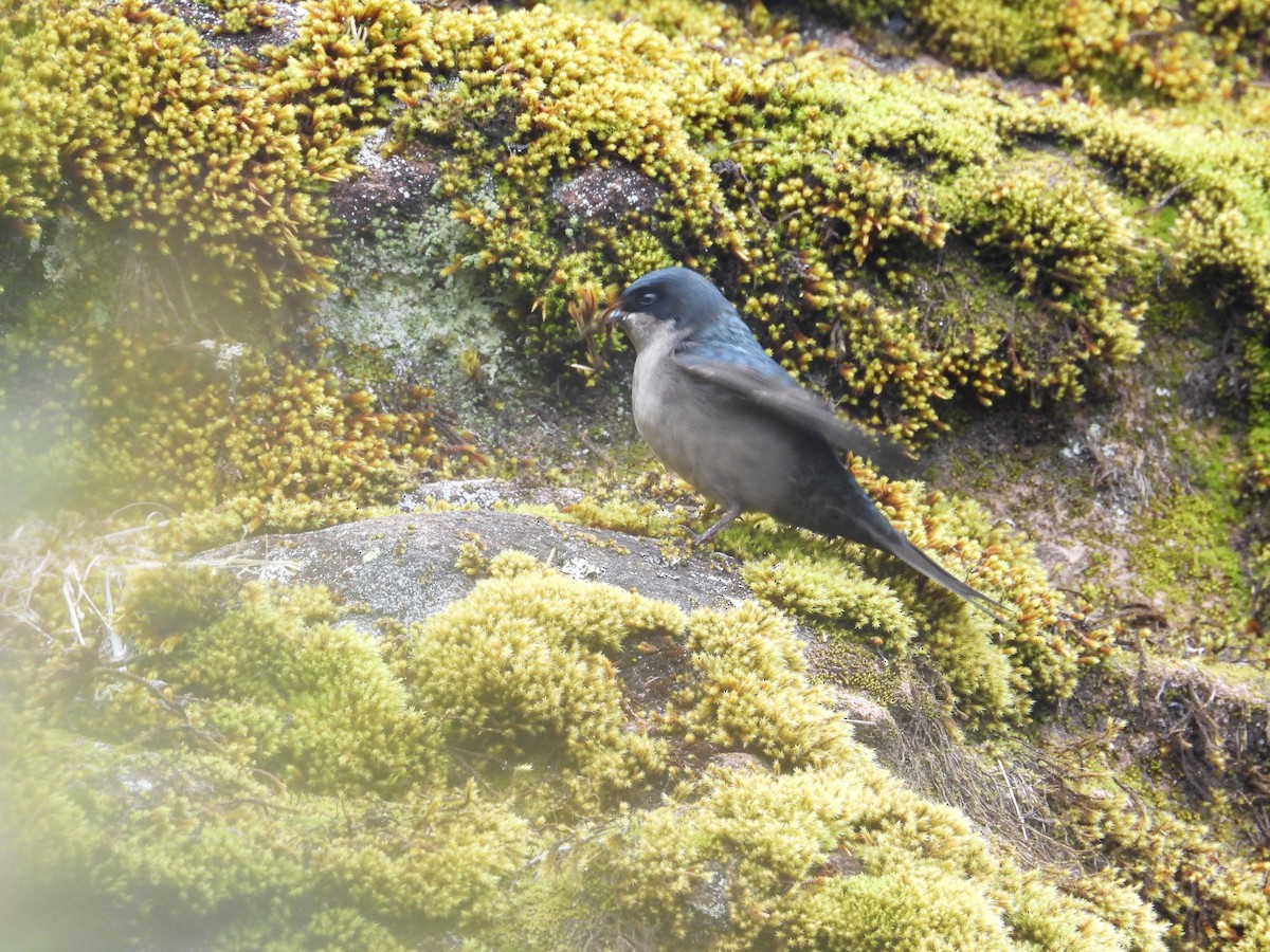 Brown-bellied Swallow - ML643680021