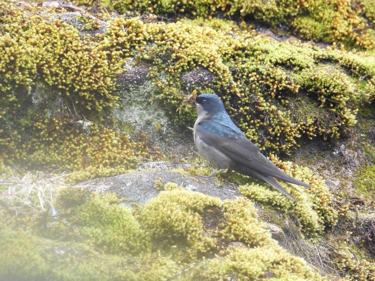 Brown-bellied Swallow - ML643680022