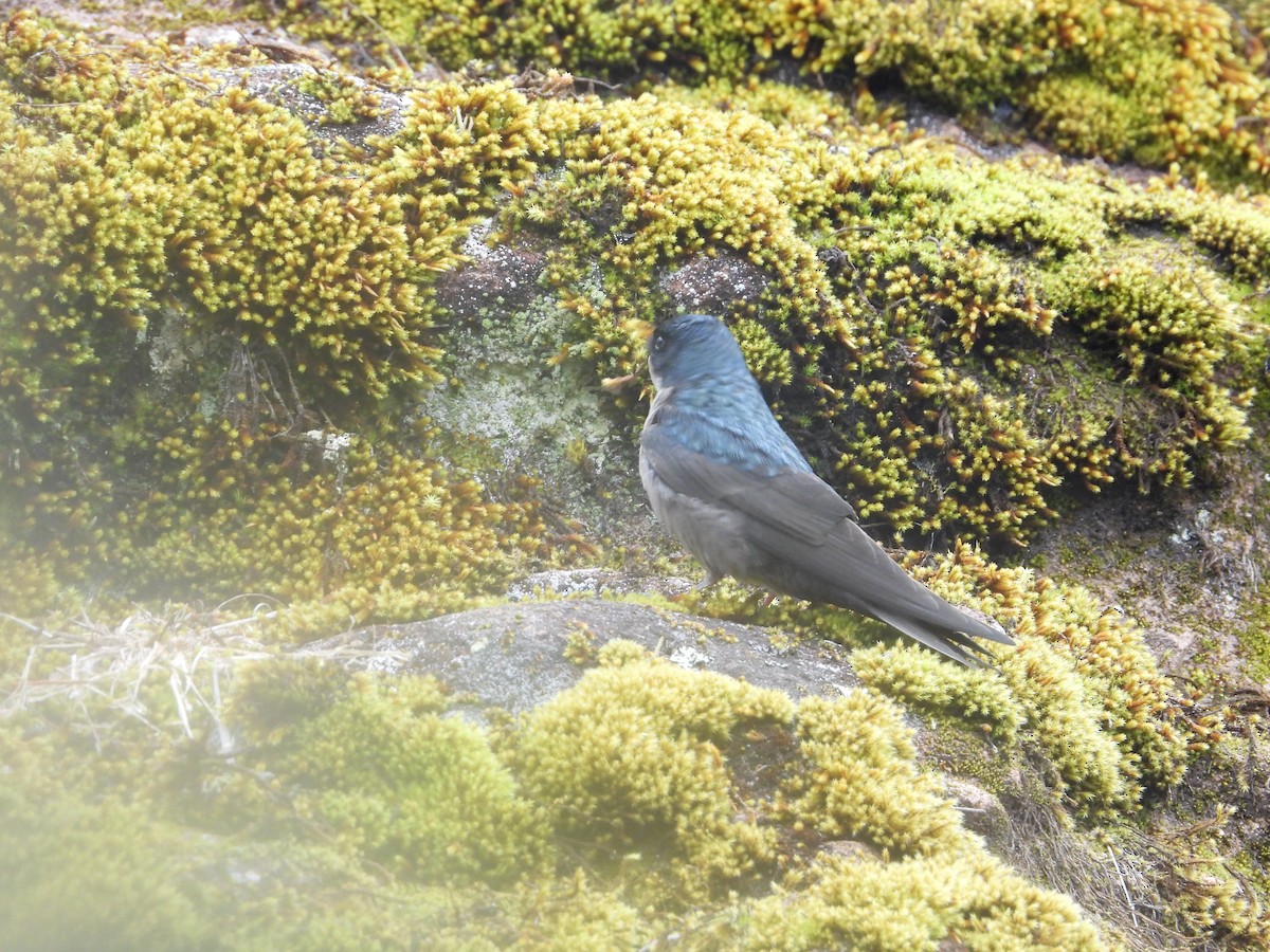 Brown-bellied Swallow - ML643680024