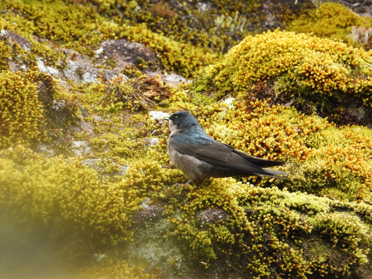 Brown-bellied Swallow - ML643680025