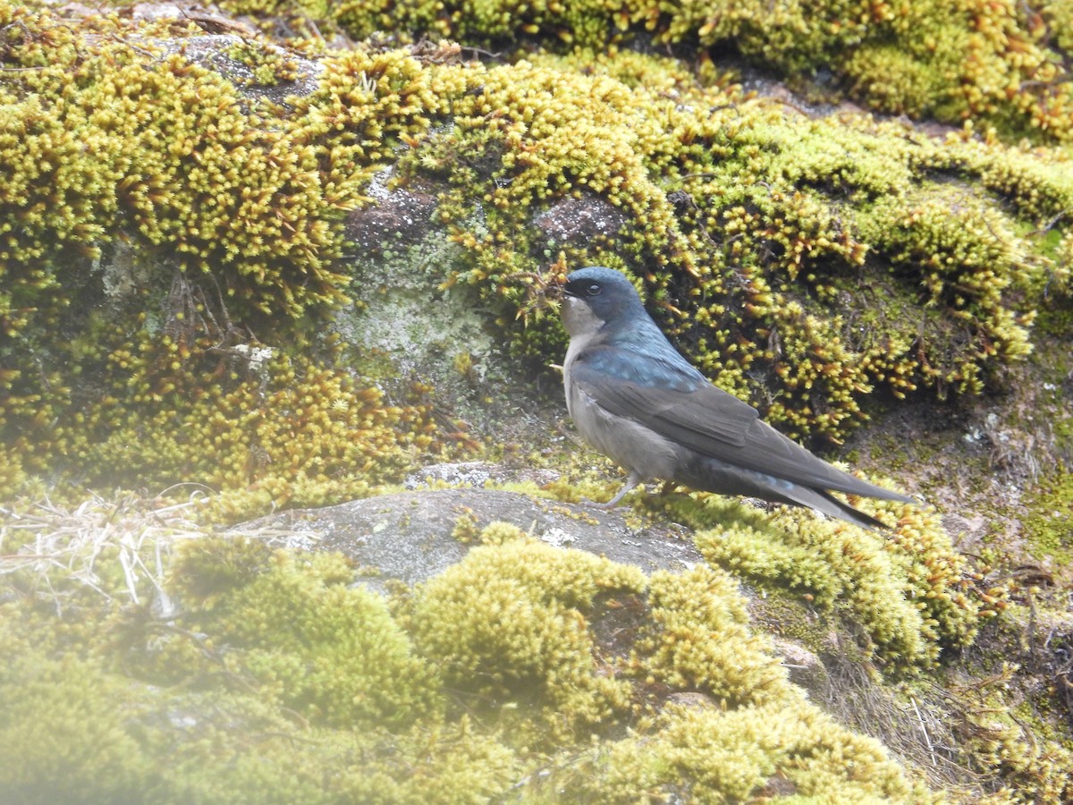 Brown-bellied Swallow - ML643680026