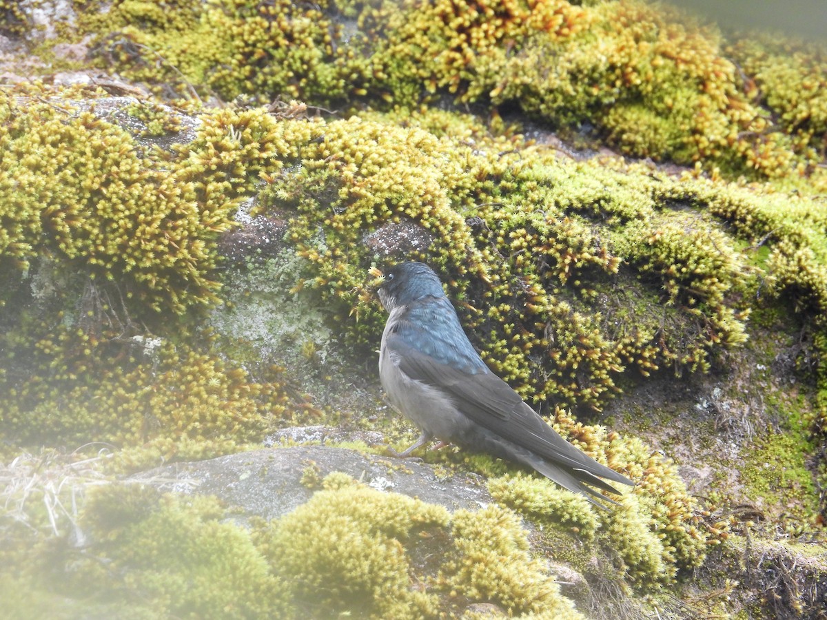 Brown-bellied Swallow - ML643680027