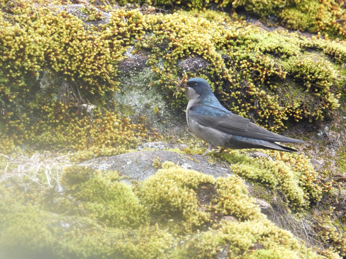 Brown-bellied Swallow - ML643680029