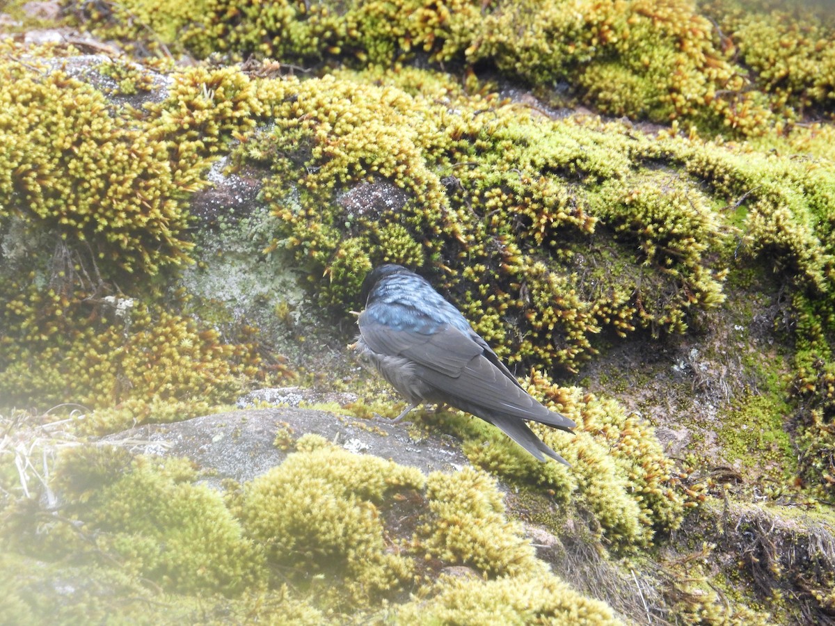 Brown-bellied Swallow - ML643680030