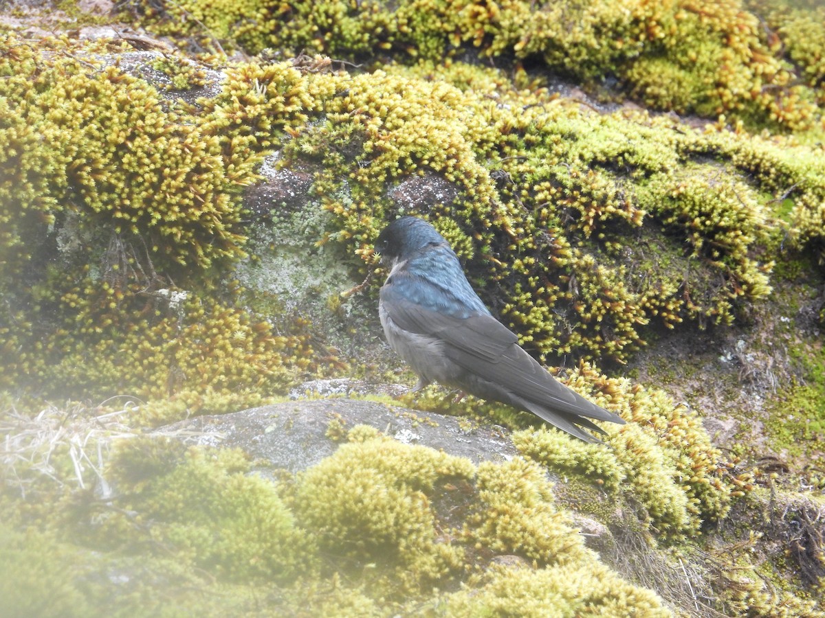 Brown-bellied Swallow - ML643680032