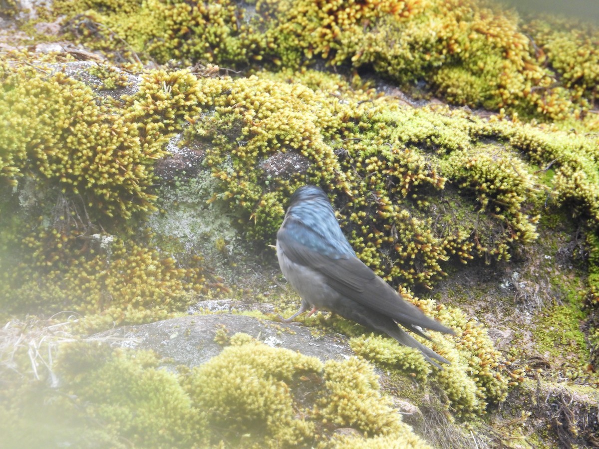 Brown-bellied Swallow - ML643680033