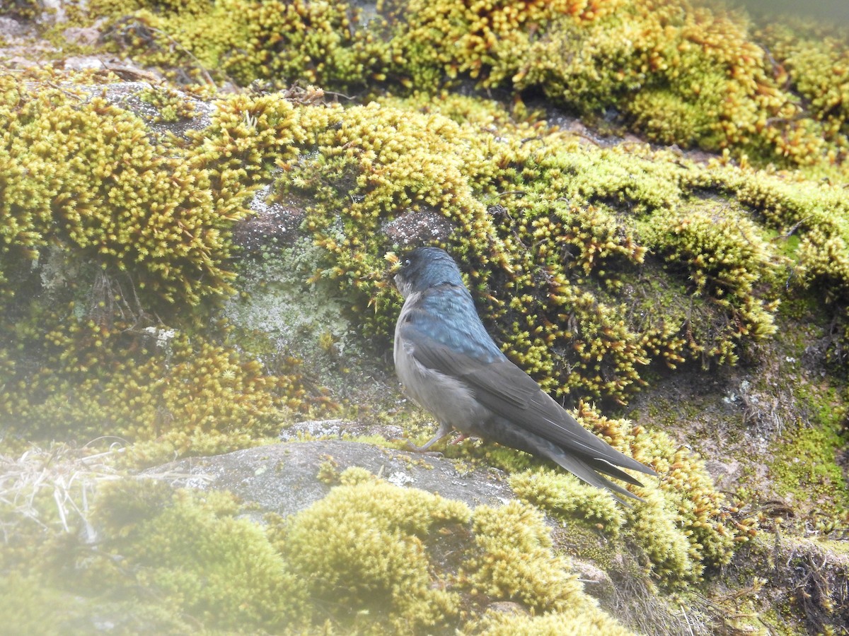 Brown-bellied Swallow - ML643680034