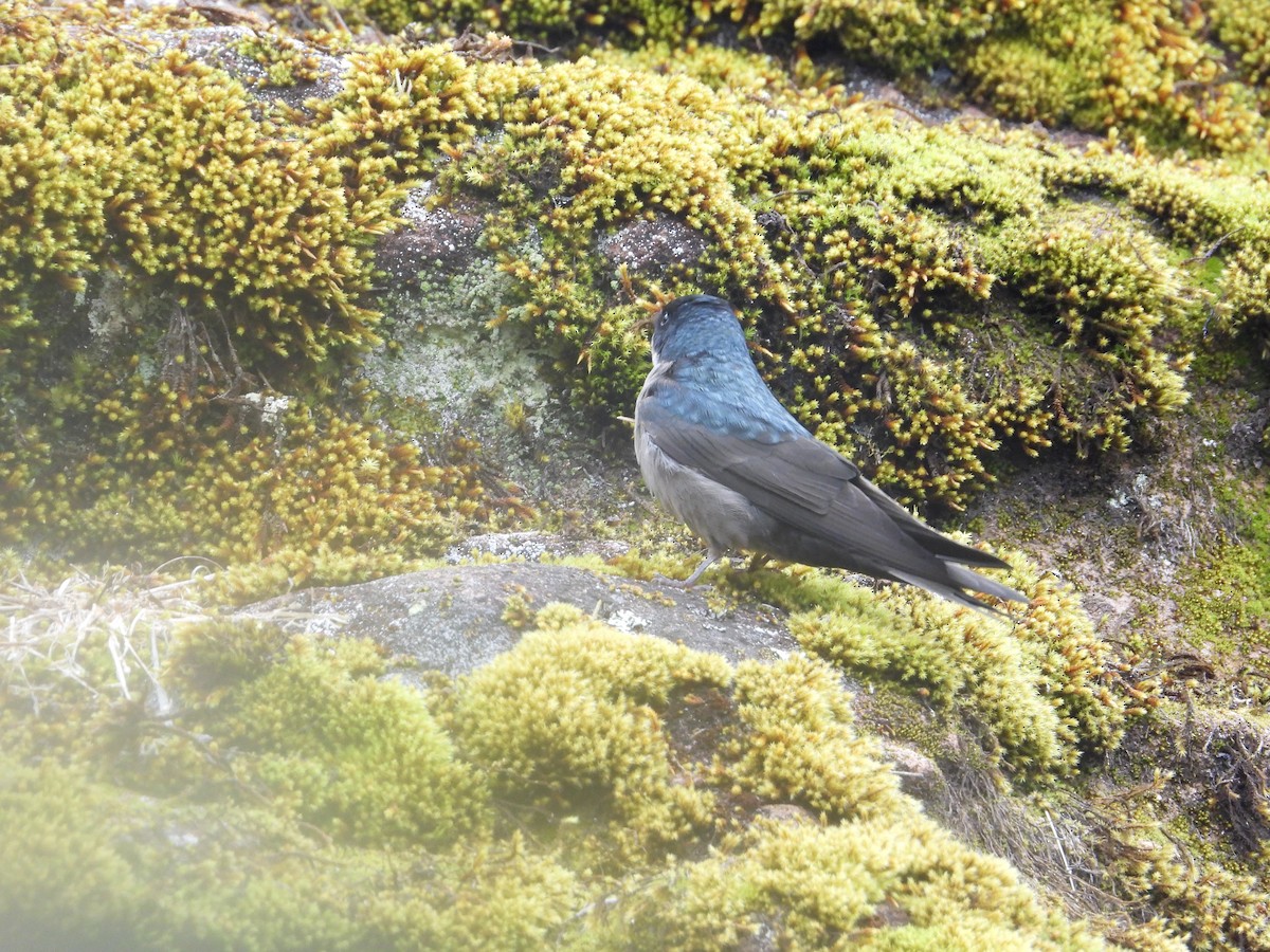 Brown-bellied Swallow - ML643680035