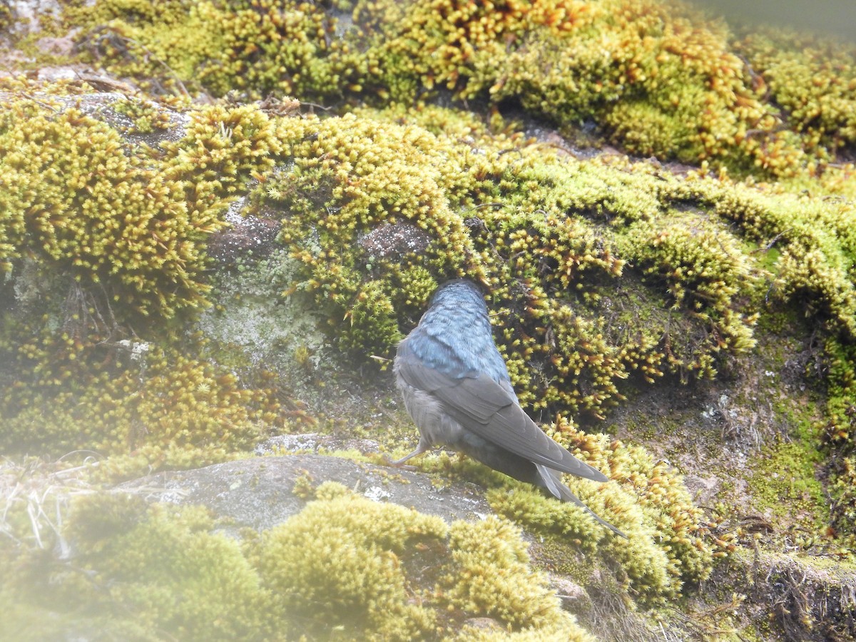 Brown-bellied Swallow - ML643680036