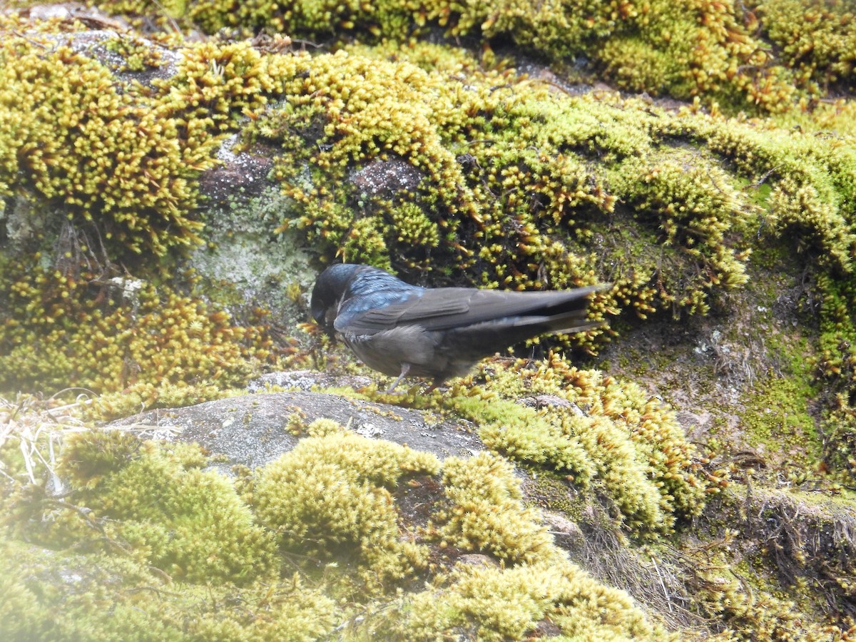 Brown-bellied Swallow - ML643680037