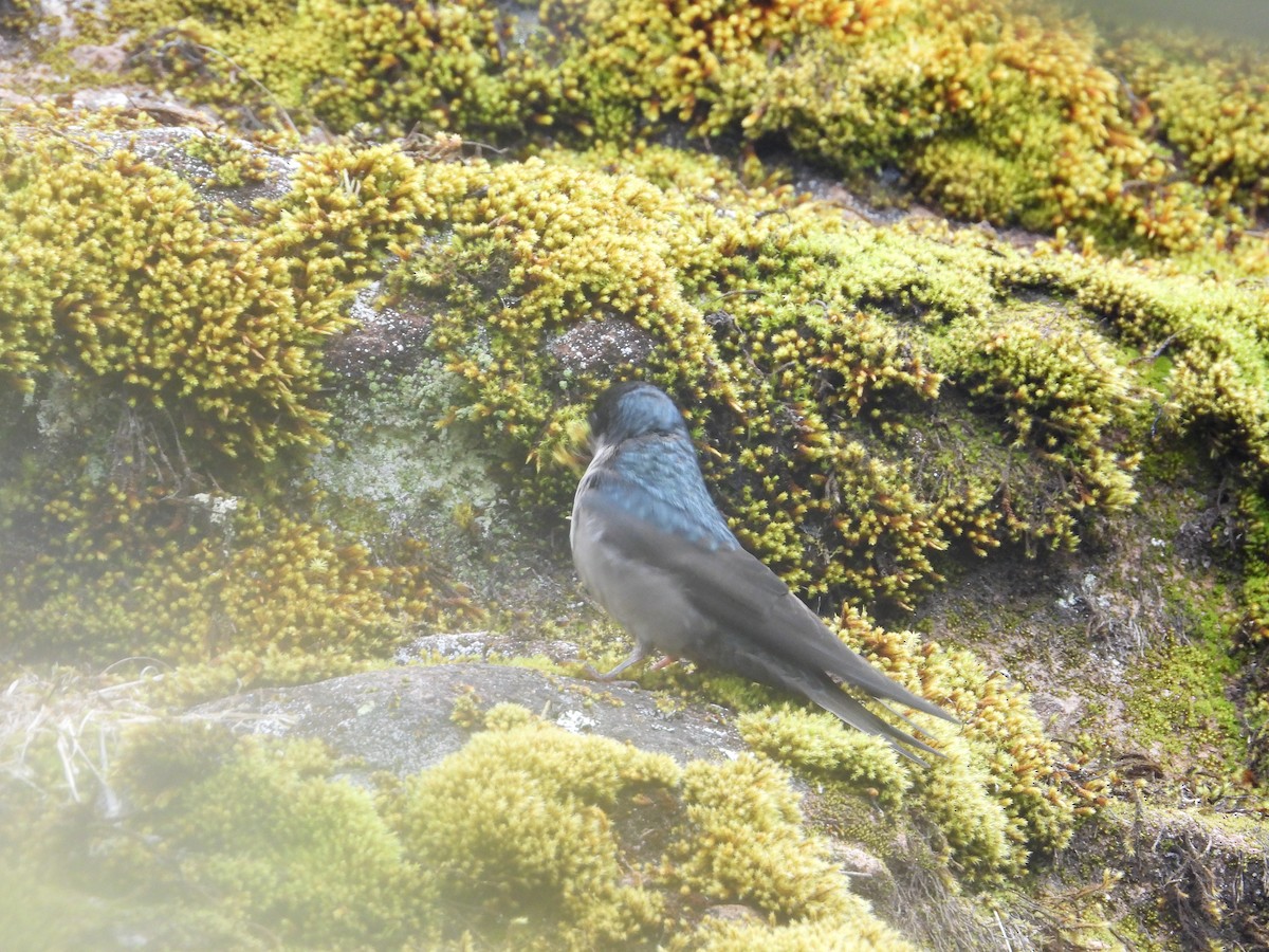 Brown-bellied Swallow - ML643680038