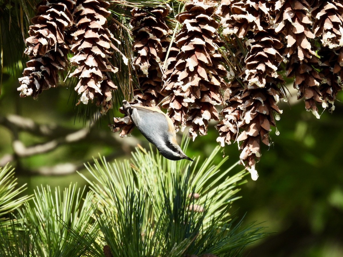 Red-breasted Nuthatch - ML643680039