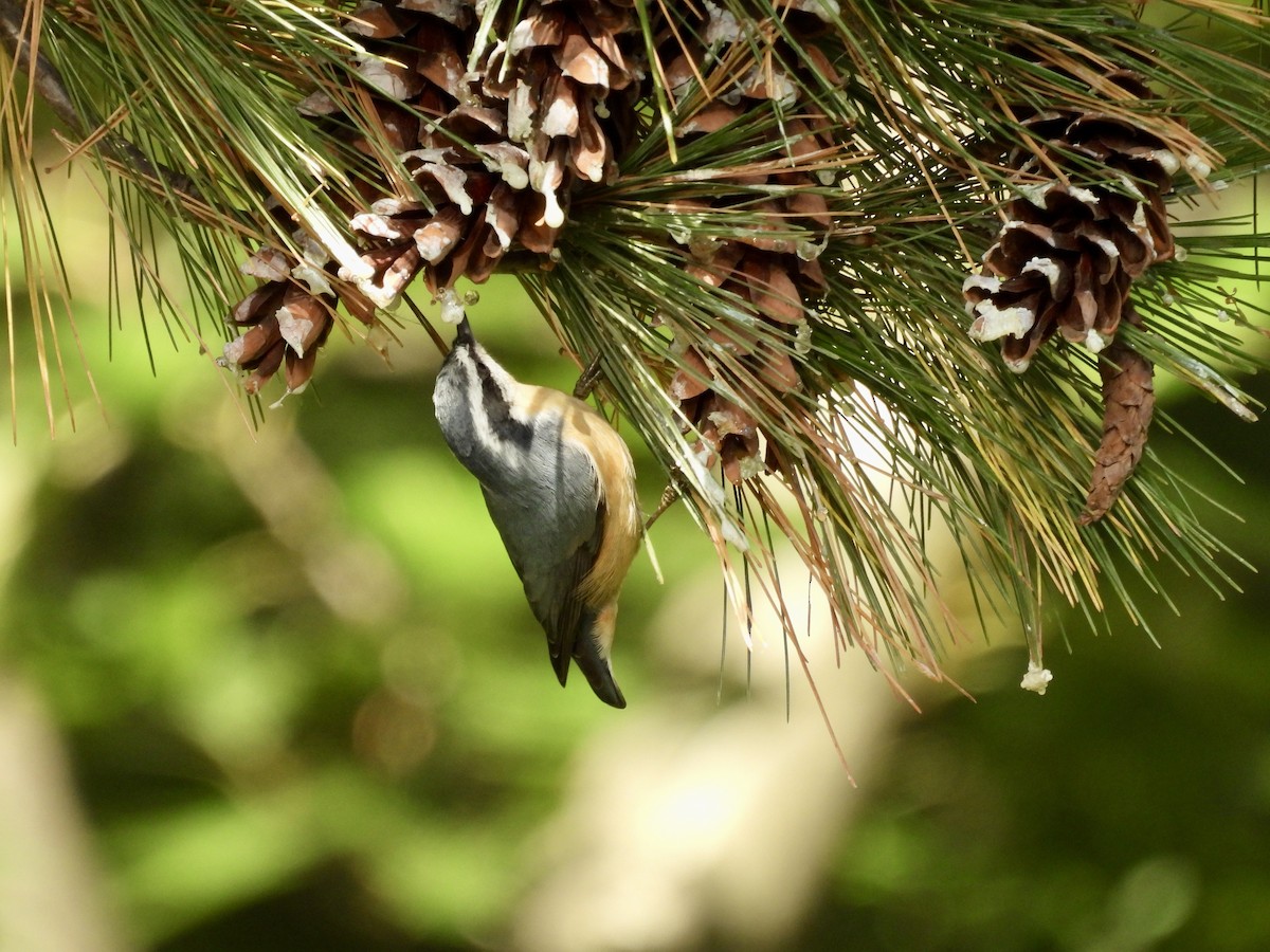 Red-breasted Nuthatch - ML643680044
