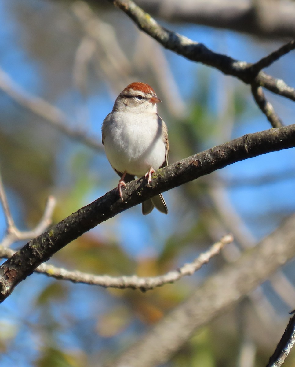 Chipping Sparrow - ML643680045