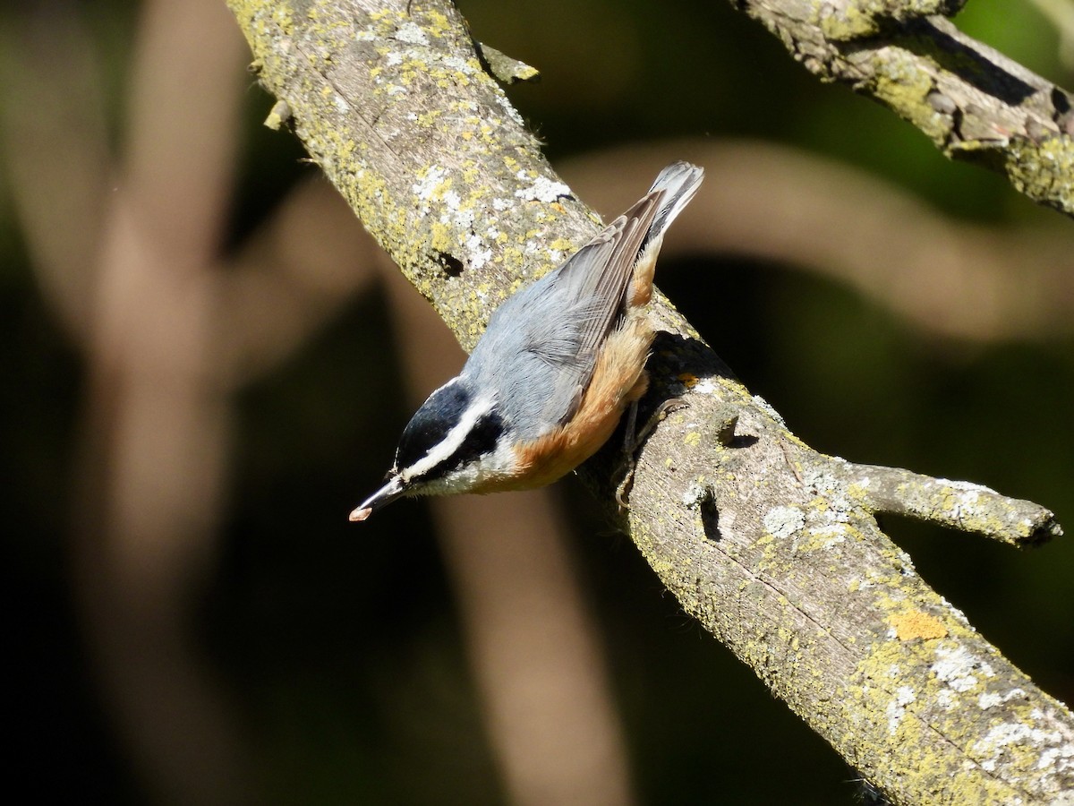 Red-breasted Nuthatch - ML643680046