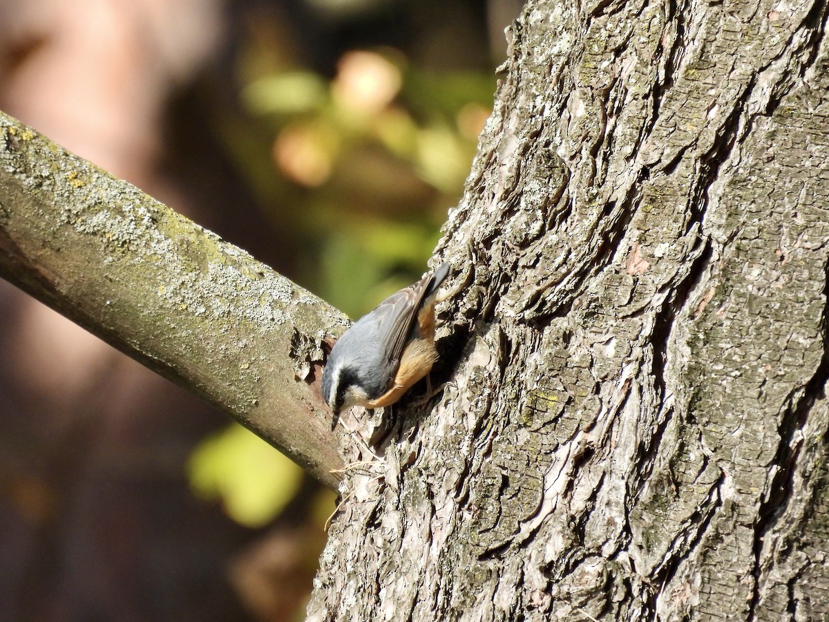 Red-breasted Nuthatch - ML643680054
