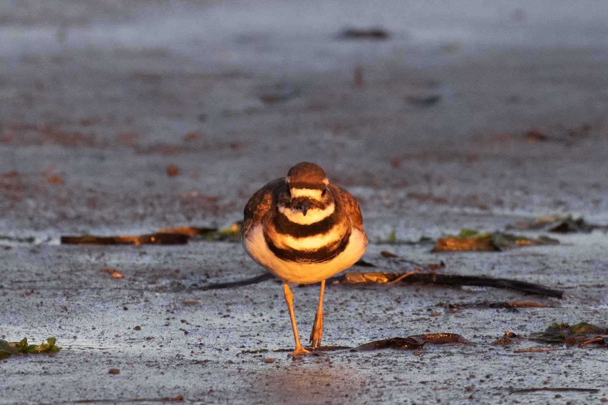Killdeer - ML643680055