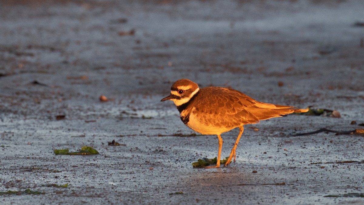 Killdeer - ML643680056
