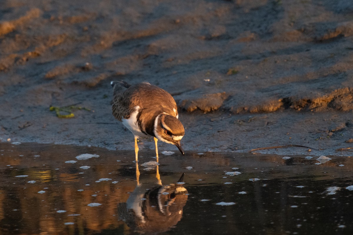 Killdeer - ML643680057