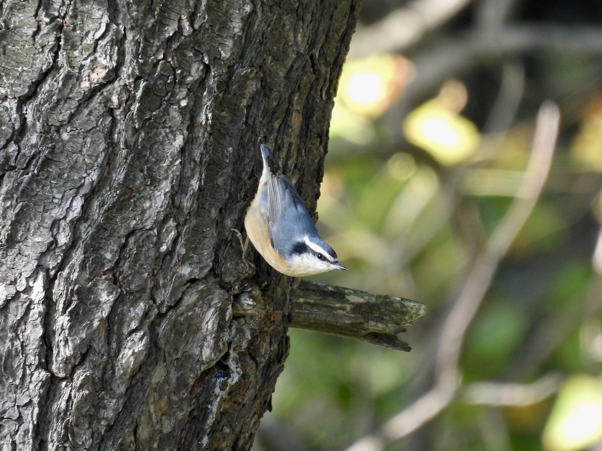 Red-breasted Nuthatch - ML643680058