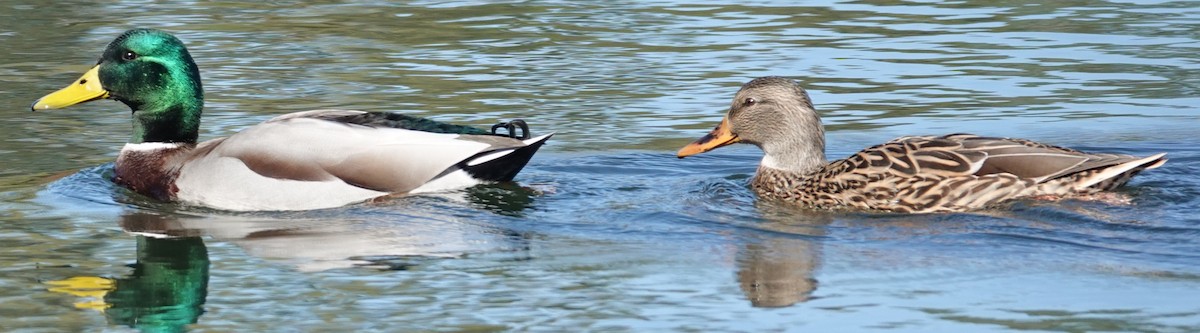 Canard colvert - ML643680062