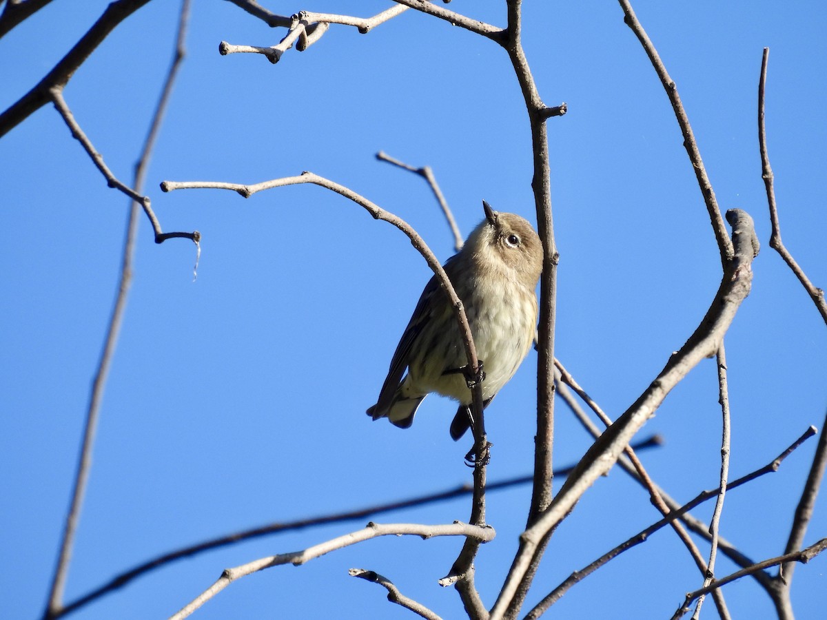 Yellow-rumped Warbler - ML643680070