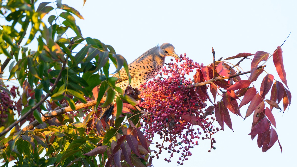 Pic flamboyant - ML643680075