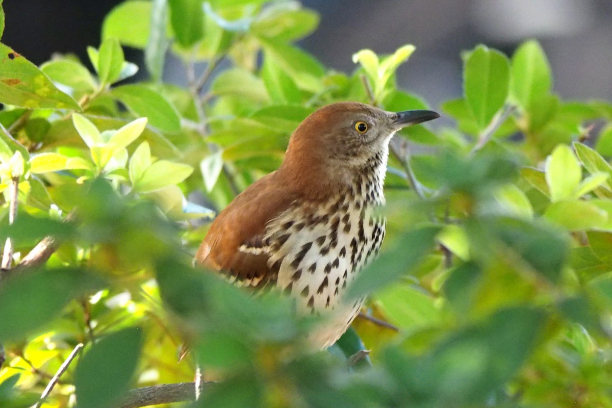 Brown Thrasher - ML643680077