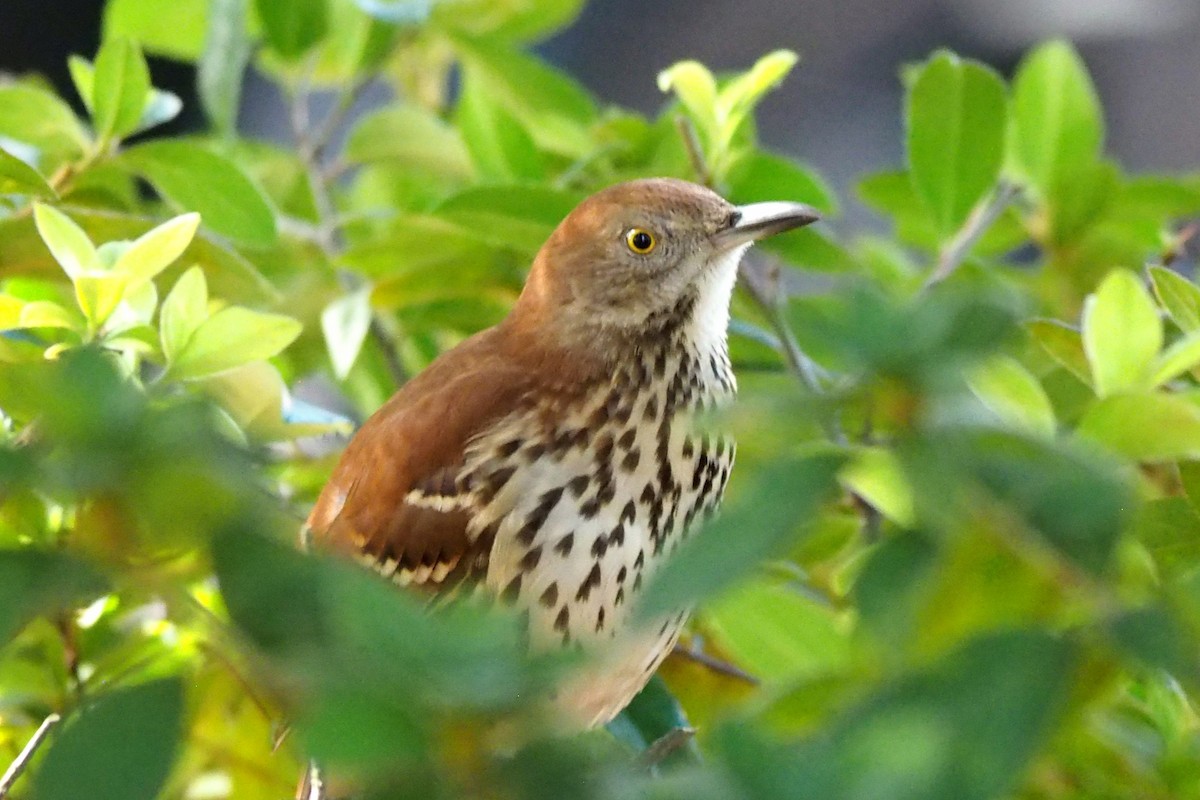Brown Thrasher - ML643680078