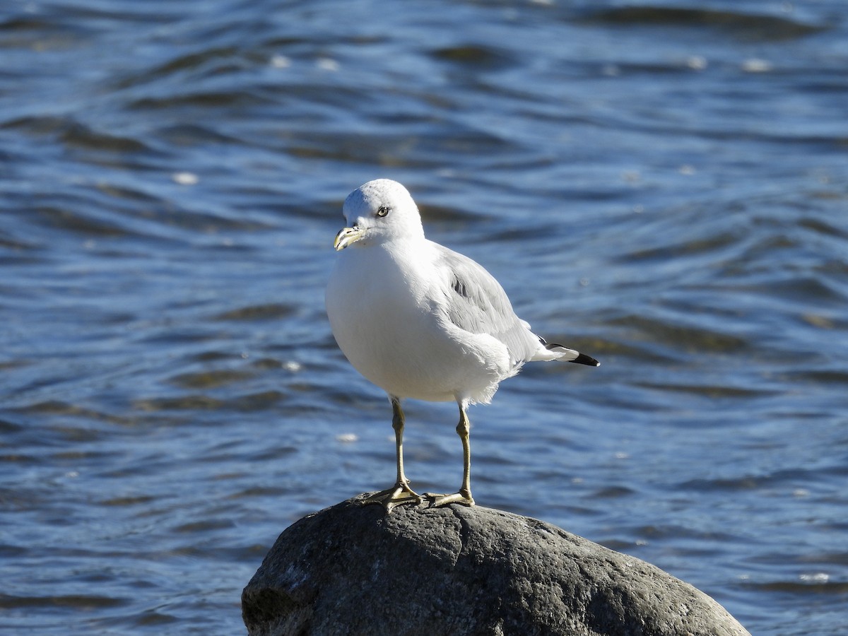 Ringschnabelmöwe - ML643680084