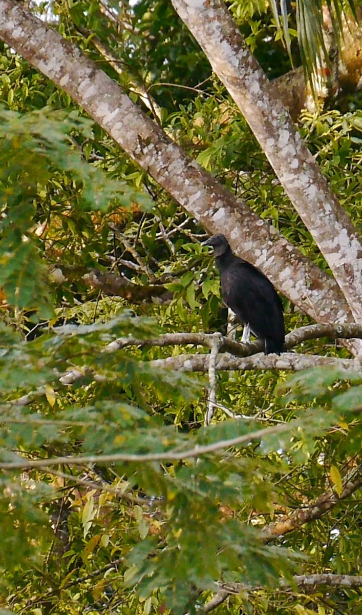 Black Vulture - ML643680143
