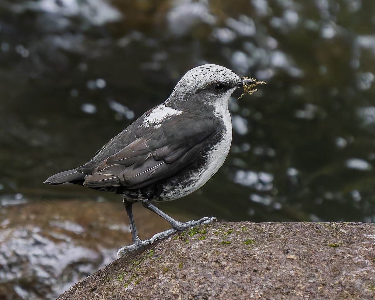 White-capped Dipper - ML643680147