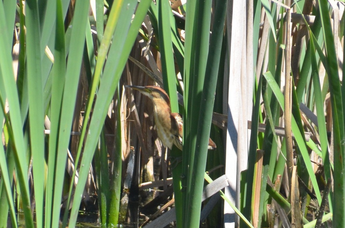 Black-backed Bittern - ML643680154