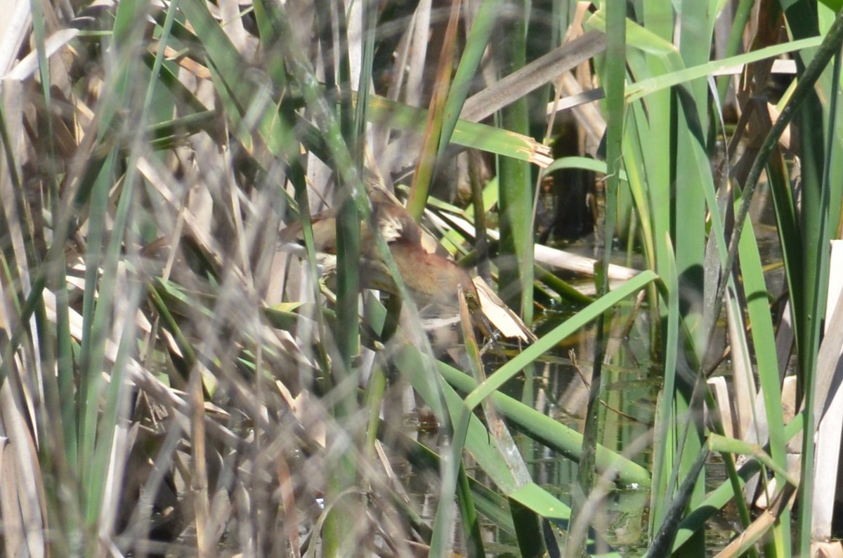 Black-backed Bittern - ML643680155