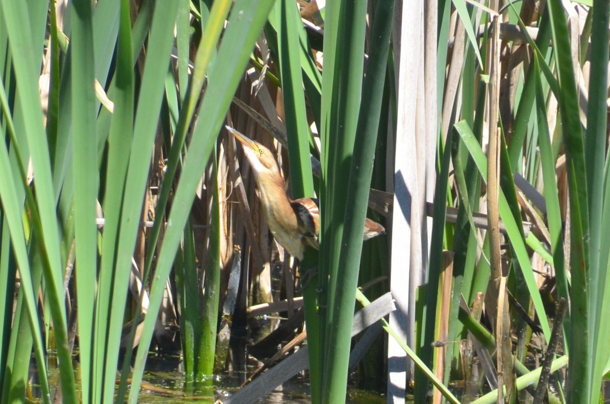 Black-backed Bittern - ML643680156