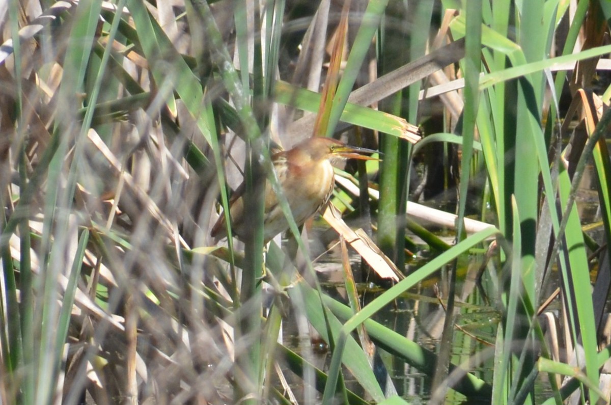 Black-backed Bittern - ML643680157