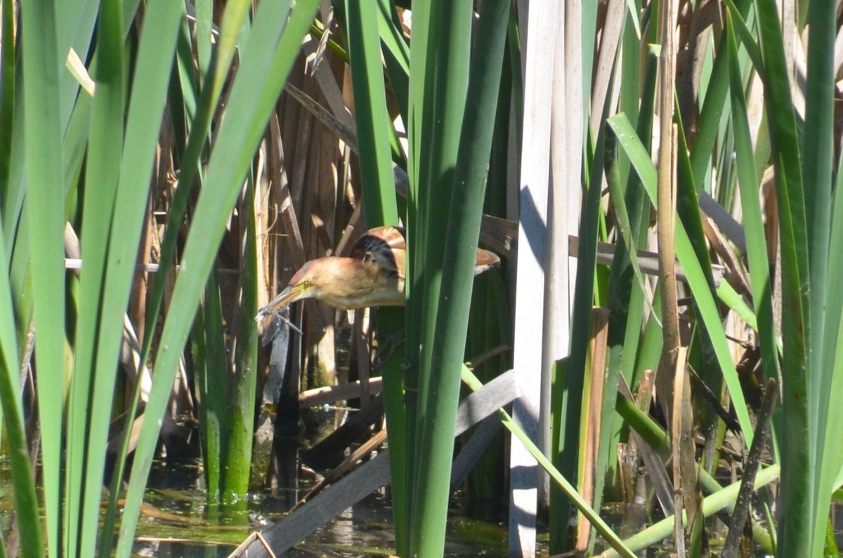Black-backed Bittern - ML643680158