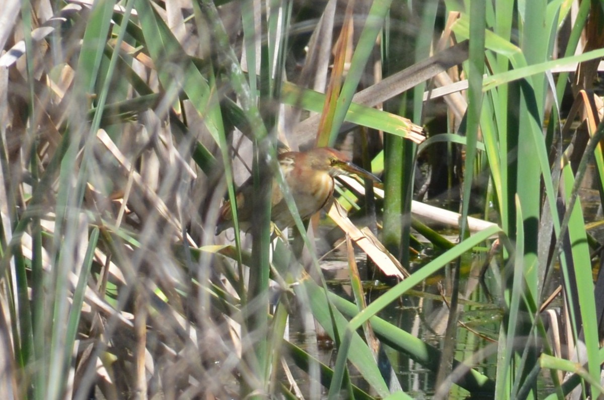 Black-backed Bittern - ML643680159
