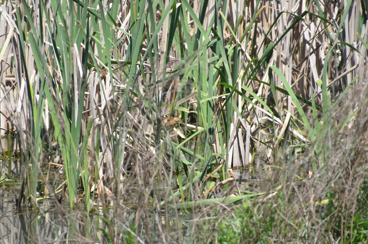 Black-backed Bittern - ML643680160