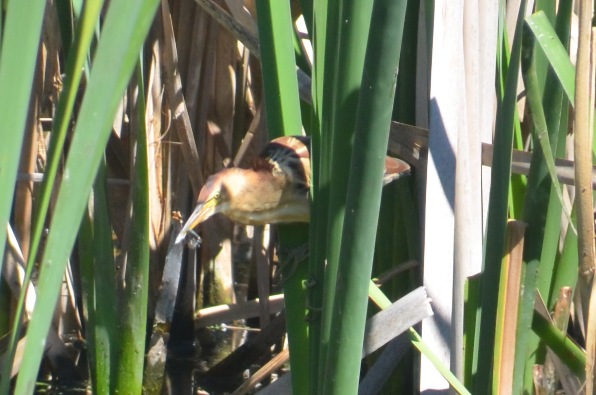 Black-backed Bittern - ML643680161