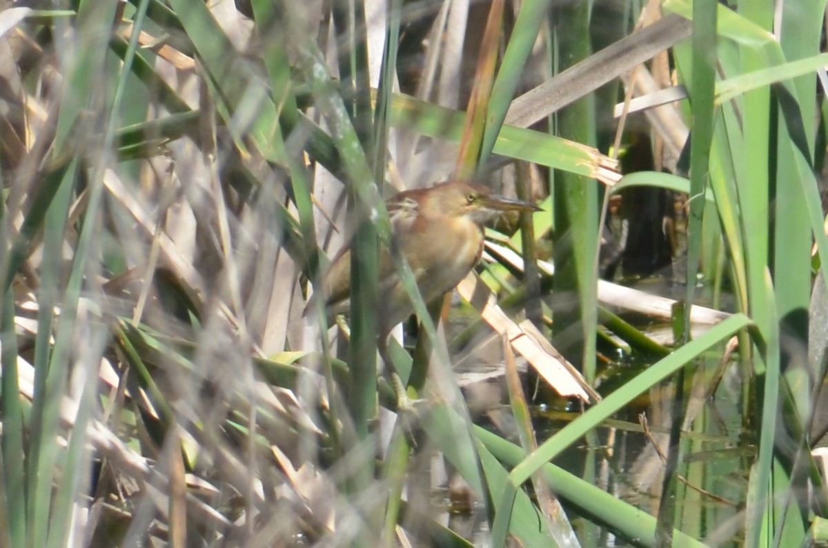 Black-backed Bittern - ML643680163