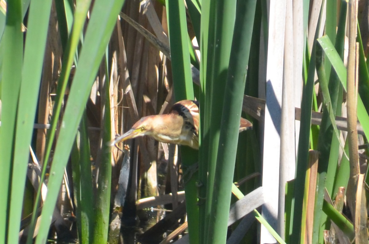 Black-backed Bittern - ML643680164