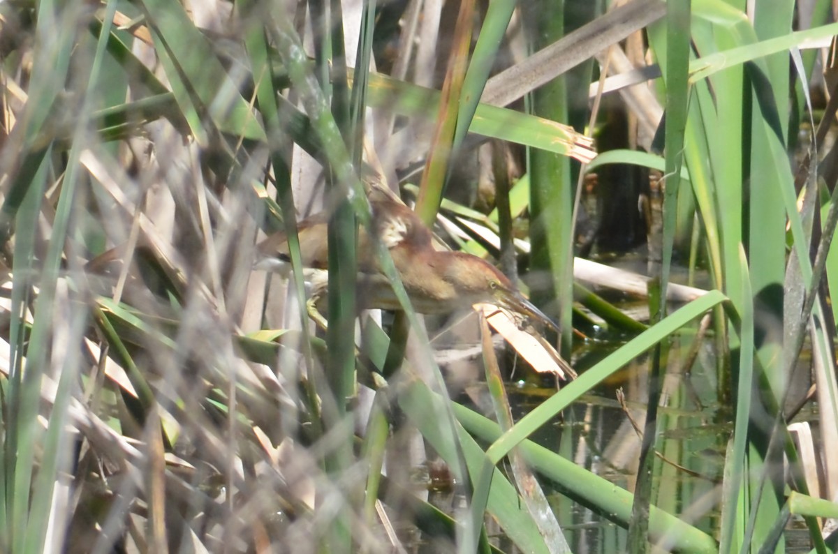 Black-backed Bittern - ML643680165
